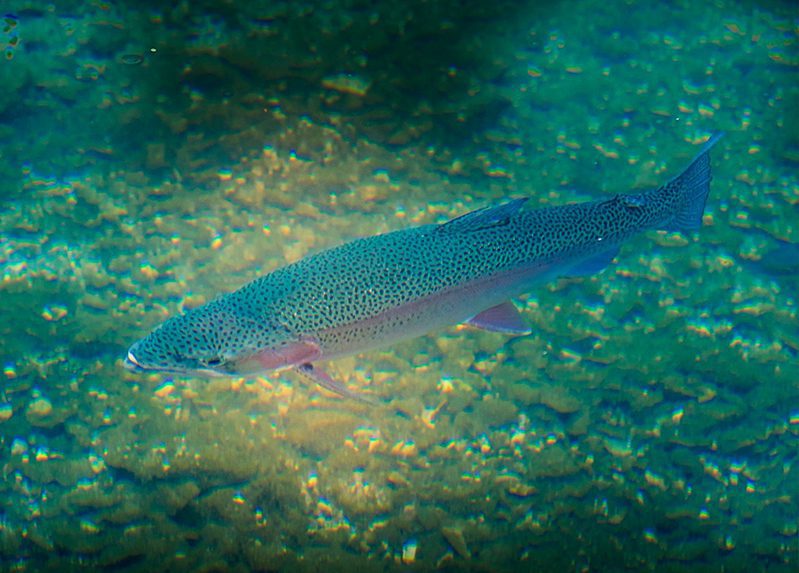 Table Rock Lake Fish